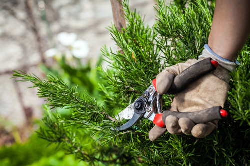 pruning-vegetable-crop-production